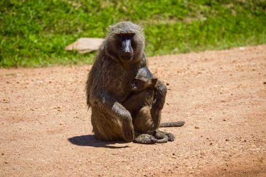 A baboon is sitting on a dirt path, cradling a baby baboon closely. The surrounding area features green grass and some blurred rocks. The scene is captured in bright sunlight.
