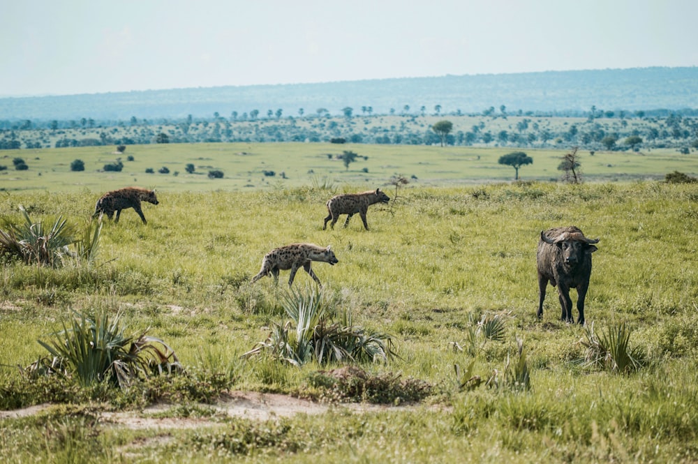 animali sul campo di erba verde durante il giorno