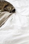 brown tabby cat laying on white textile