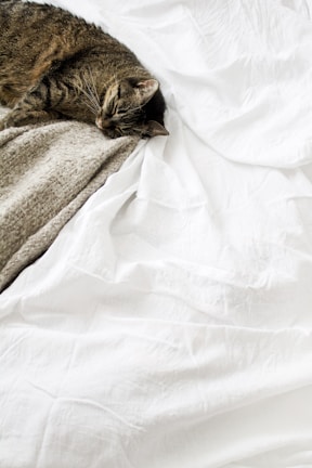 brown tabby cat laying on white textile