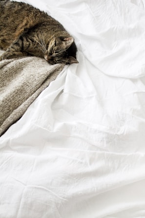 brown tabby cat laying on white textile