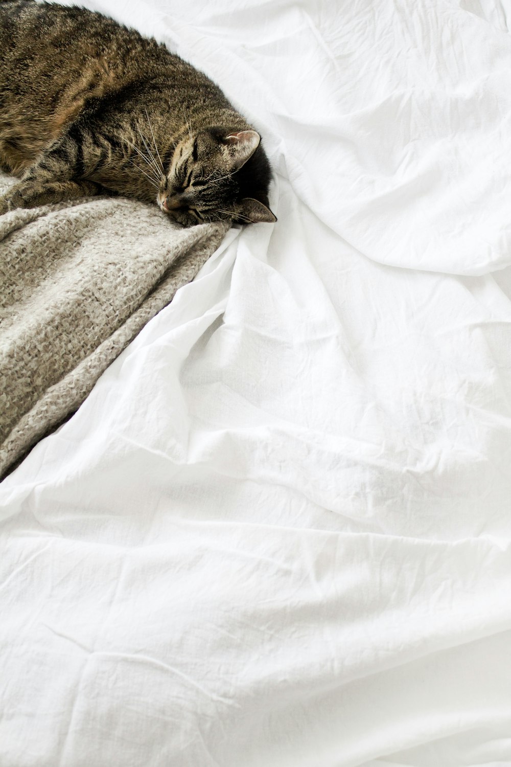 gato atigrado marrón acostado sobre tela blanca