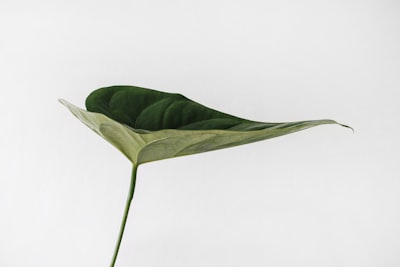 green leaf photography leaves google meet background