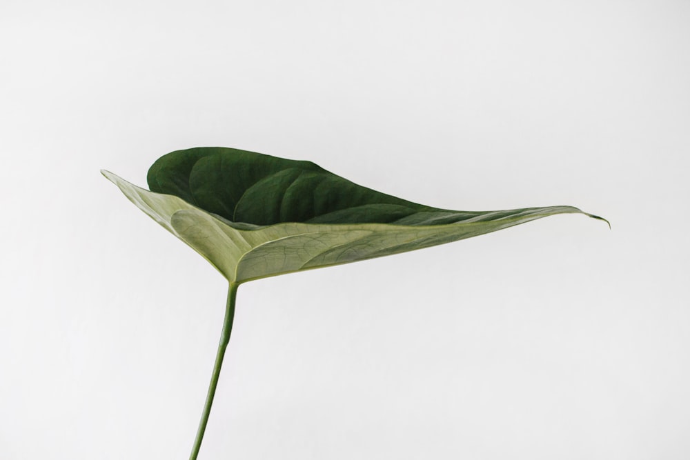 green leaf photography