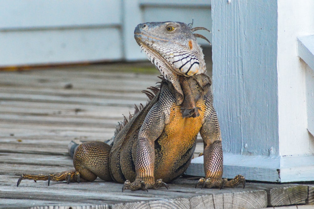 yellow and gray iguana standing on brown wooden panel