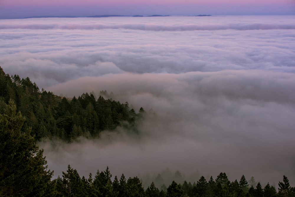 grüne Bäume, die tagsüber unter blauem Himmel mit Nebel bedeckt sind