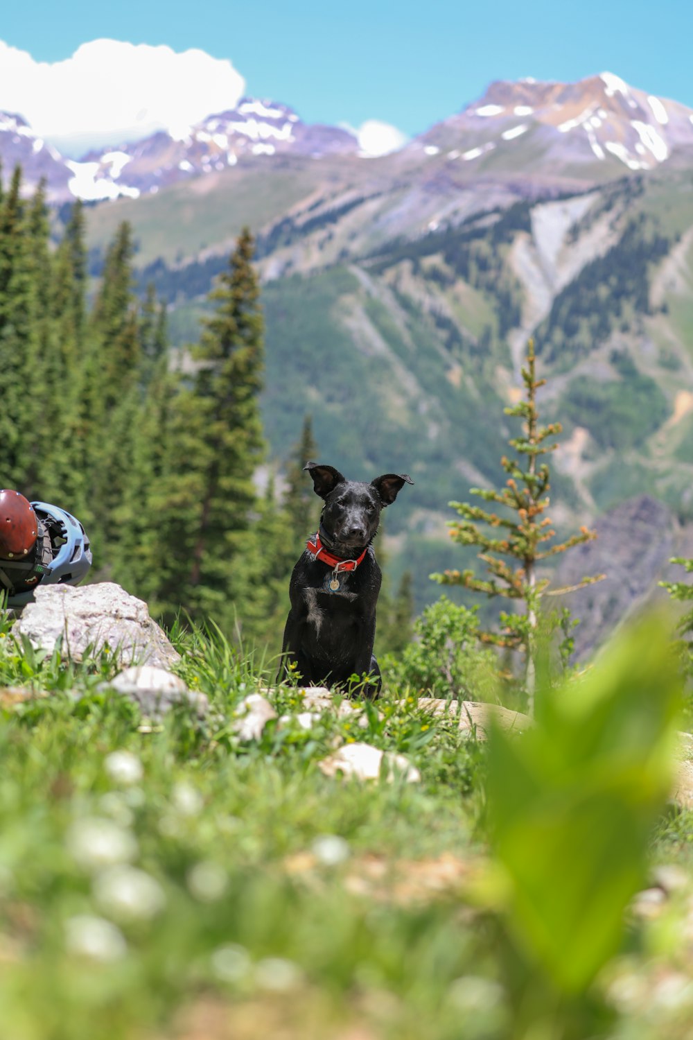 shallow focus photography of short-coated black dog sitting