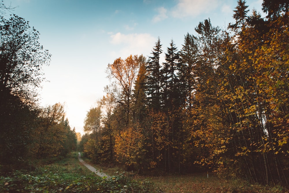 landscape photography of trees