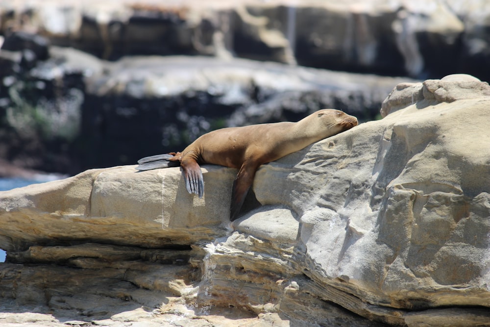 brown seal on rock