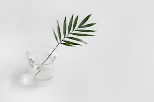 green linear plant in clear drinking glass