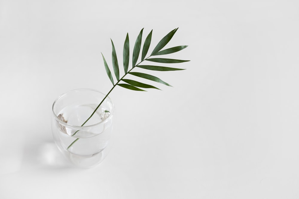 Grüne lineare Pflanze aus klarem Trinkglas