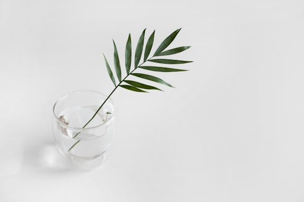 A glass of water with a leaf