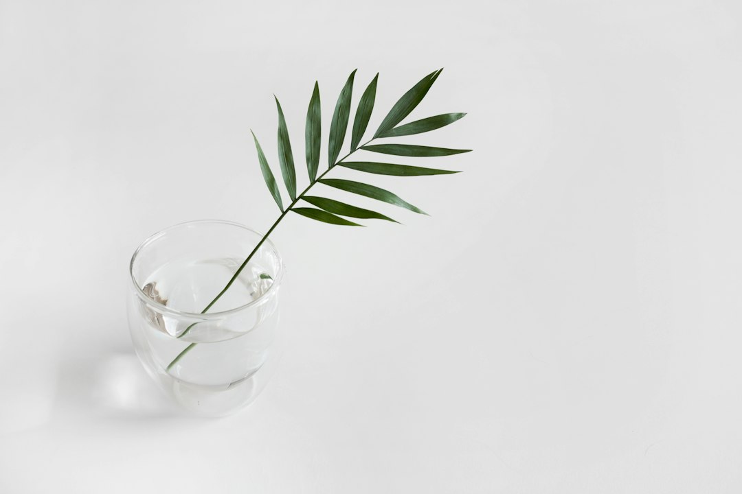 green linear plant in clear drinking glass, Leaf with glass water