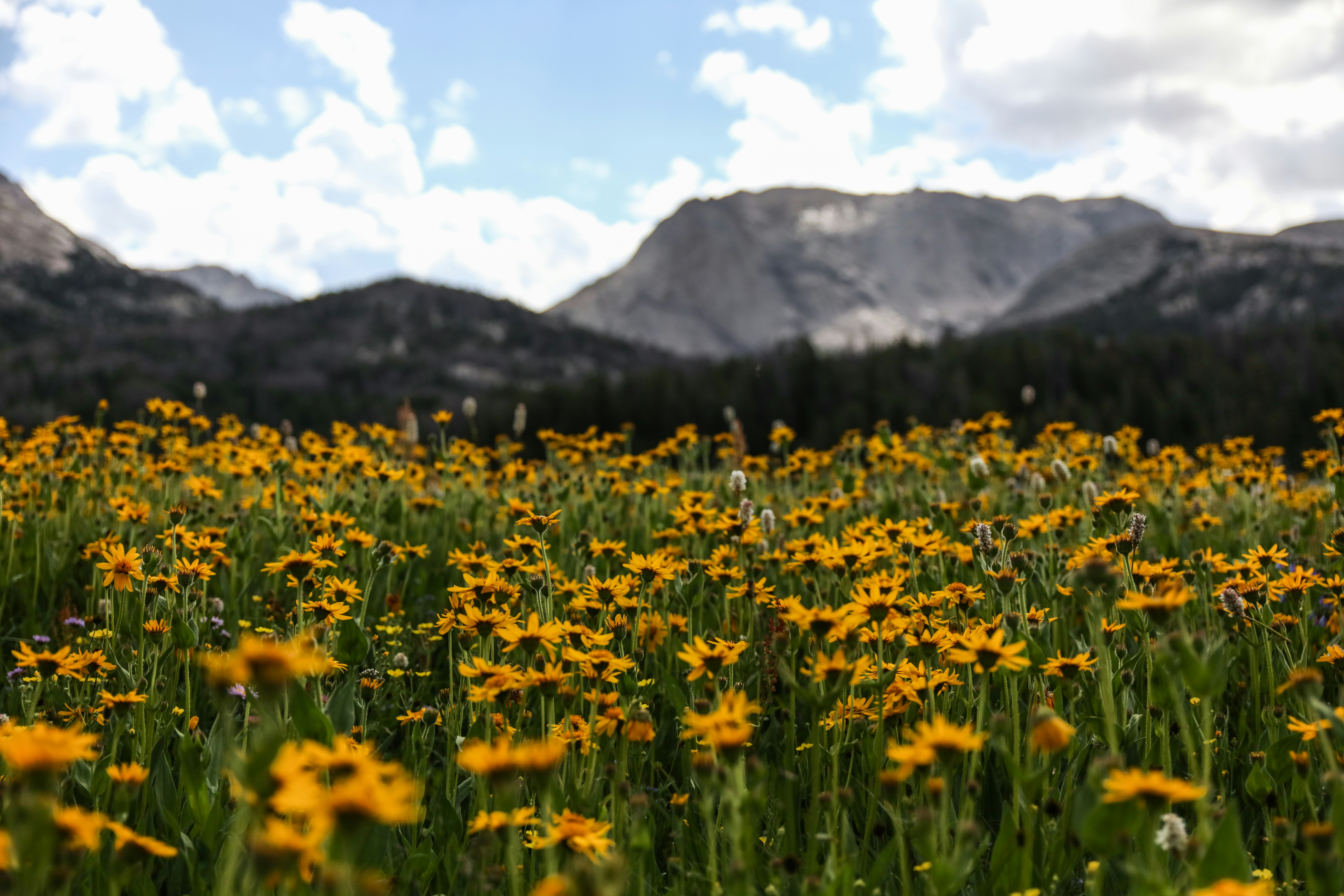 photo of bed of sunflowers fauna teams background