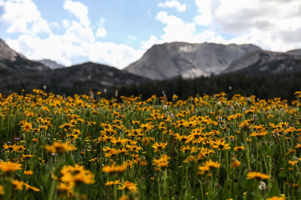 photo of bed of sunflowers