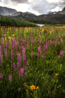 A vibrant wildflower meadow with distant mountain ranges under sunlight.