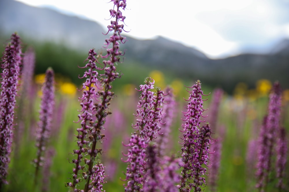 purple flower field during daytime