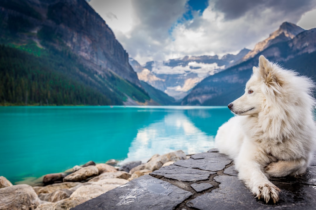 A white dog sitting on a rock formation near a large mountain pond., Beautiful dog in most photographed place in Canada