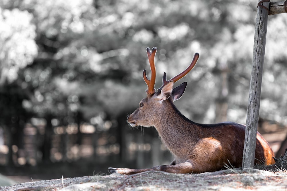 Cerf brun couché sur le sol