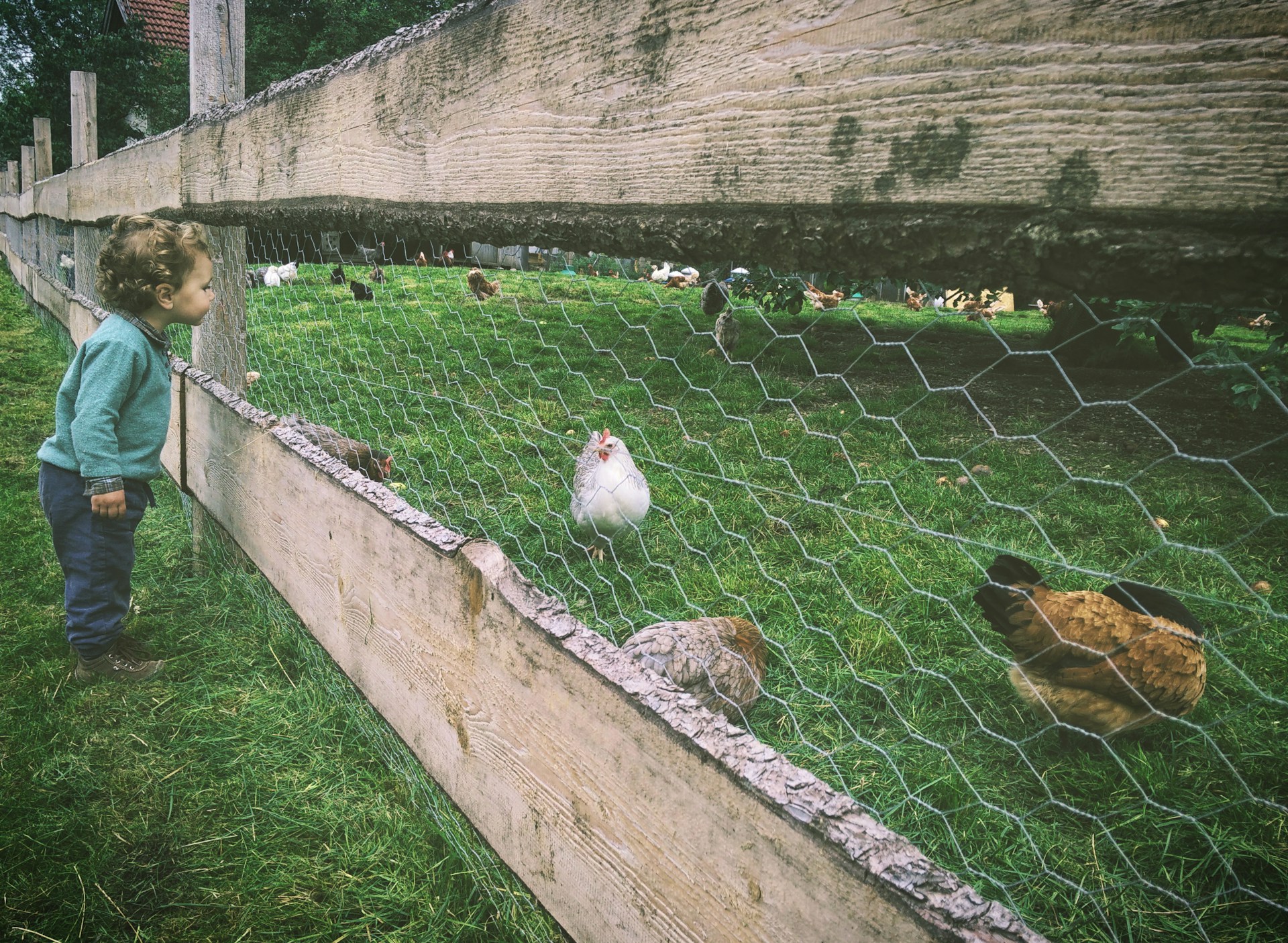 girl looking at hen