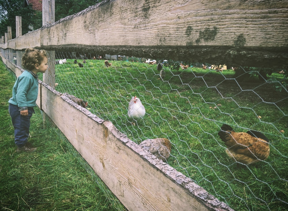 girl looking hex mesh at hens