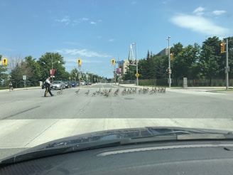 A police officer is herding a group of geese across a street in an urban area. The road is wide and there are several cars waiting. The sky is clear and the day appears sunny. Traffic lights and trees line the sides of the road.