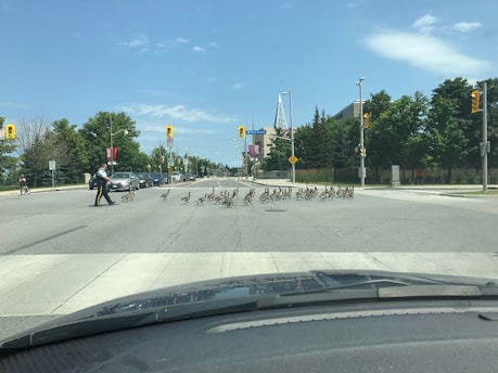 A police officer is herding a group of geese across a street in an urban area. The road is wide and there are several cars waiting. The sky is clear and the day appears sunny. Traffic lights and trees line the sides of the road.
