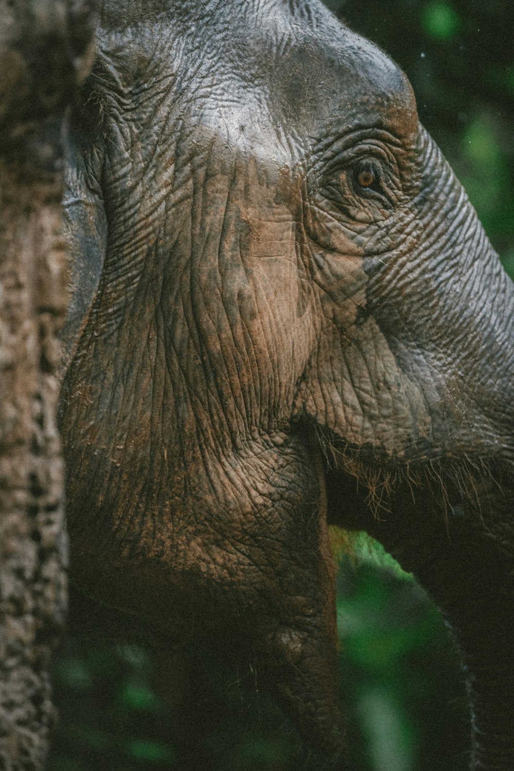 Foto eines Elefanten mit flachem Fokus