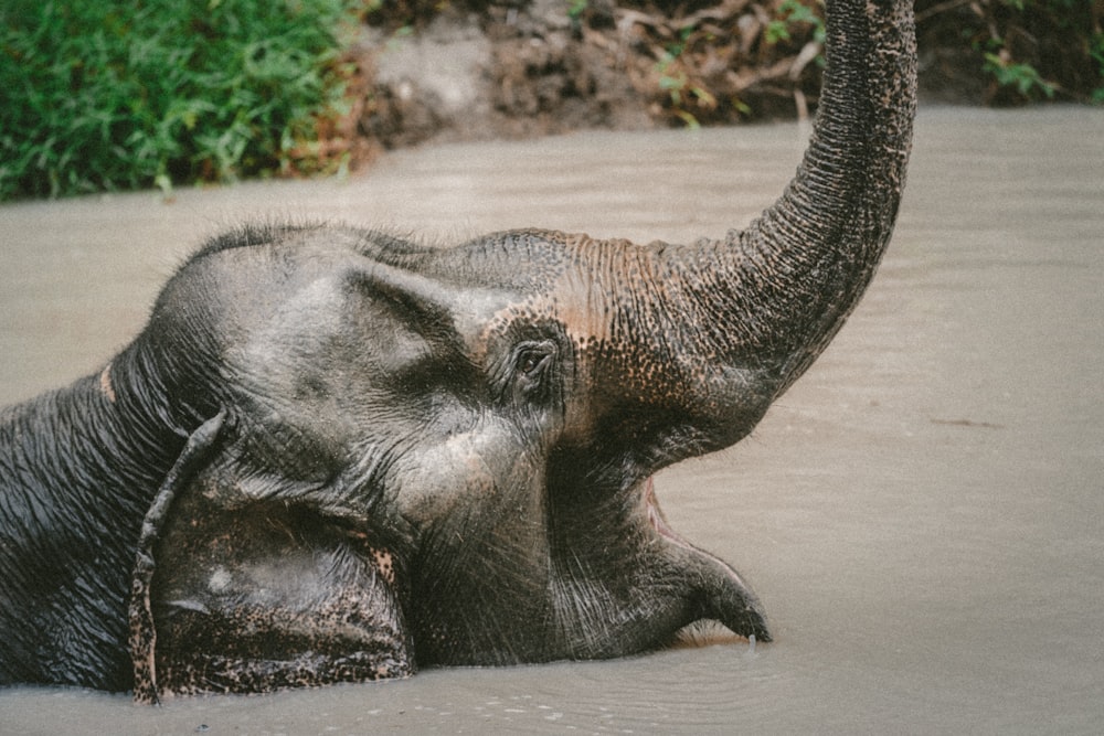 Grauer Elefant badet im Wasser