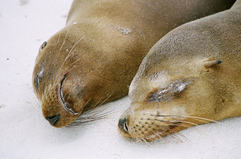two brown sea lions