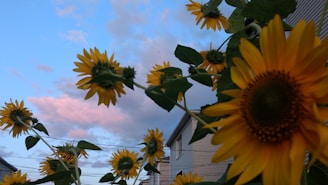 A group of smiling participants holding their sunflower paintings proudly under evening sky at Pecan Park RV Resort.