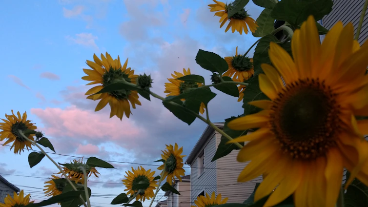 A group of diverse volunteers planting sunflowers together in a sunny community garden.