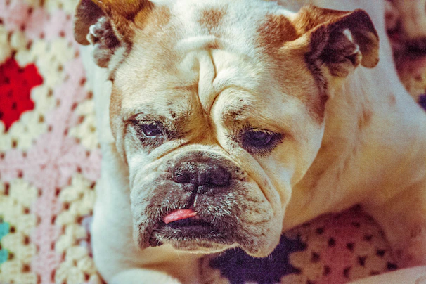 A happy bulldog sporting a vibrant yellow shirt with handcrafted details, lying on a soft blanket.