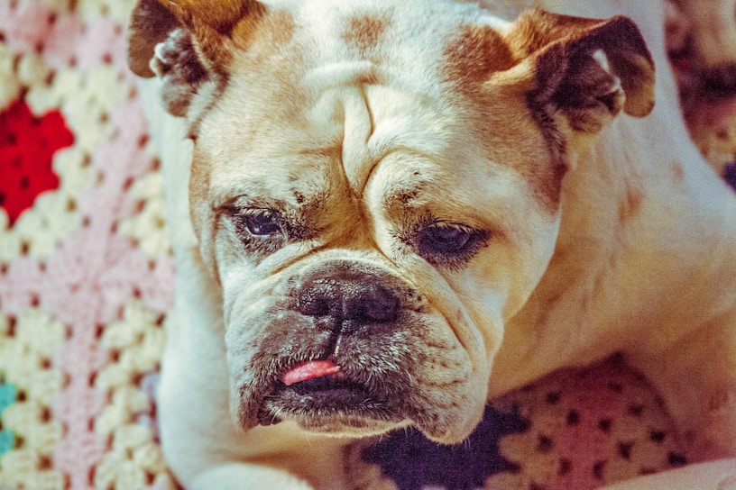 Bo, the bulldog, lounging contentedly on a cozy blanket with a mischievous glint in his eyes.
