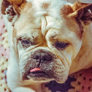 adult brown bulldog