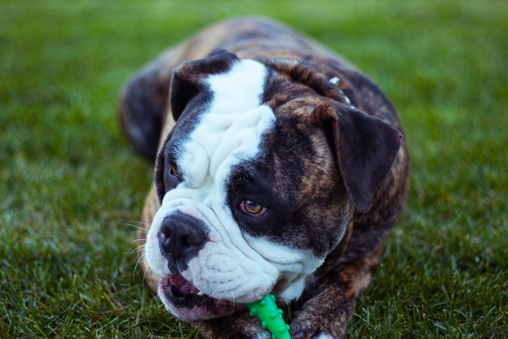 short-coated black and white dog