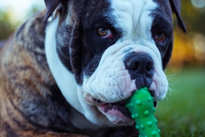 Close-up of a happy dog playing with a chew toy on grass.