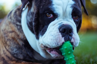 Close-up of a happy dog playing with a chew toy on grass.