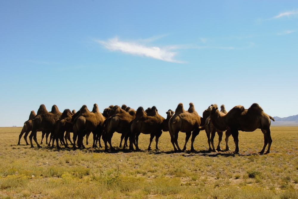 camello marrón en campo de hierba verde