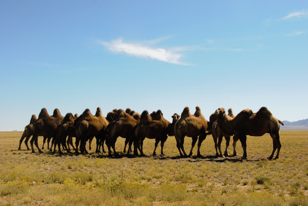 brown camel on green grass field