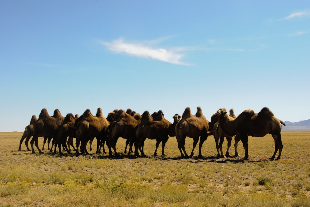 brown camel on green grass field, Herd of Camels Huddling