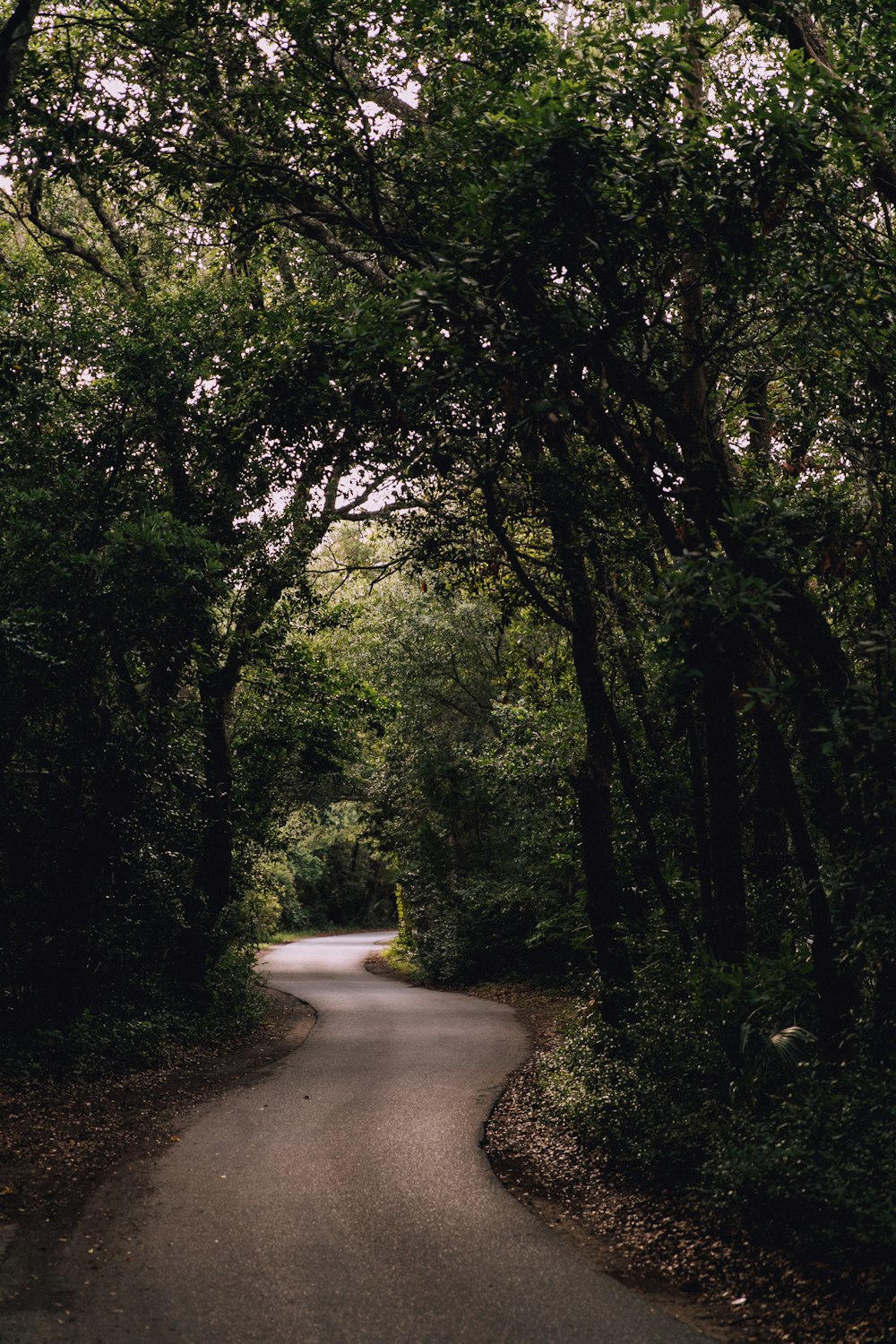 route entourée d’arbres verts