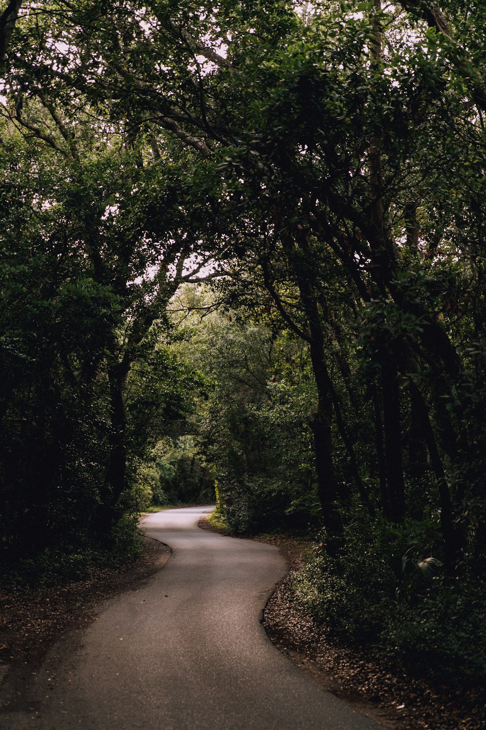 road surrounded with green trees