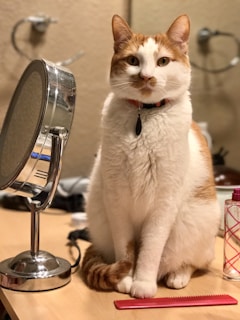 A ginger and white cat is sitting upright on a wooden surface next to a round makeup mirror and a red comb. The background includes a blurred wall and various grooming items, indicating a vanity or dressing area.