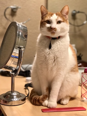 A ginger and white cat is sitting upright on a wooden surface next to a round makeup mirror and a red comb. The background includes a blurred wall and various grooming items, indicating a vanity or dressing area.