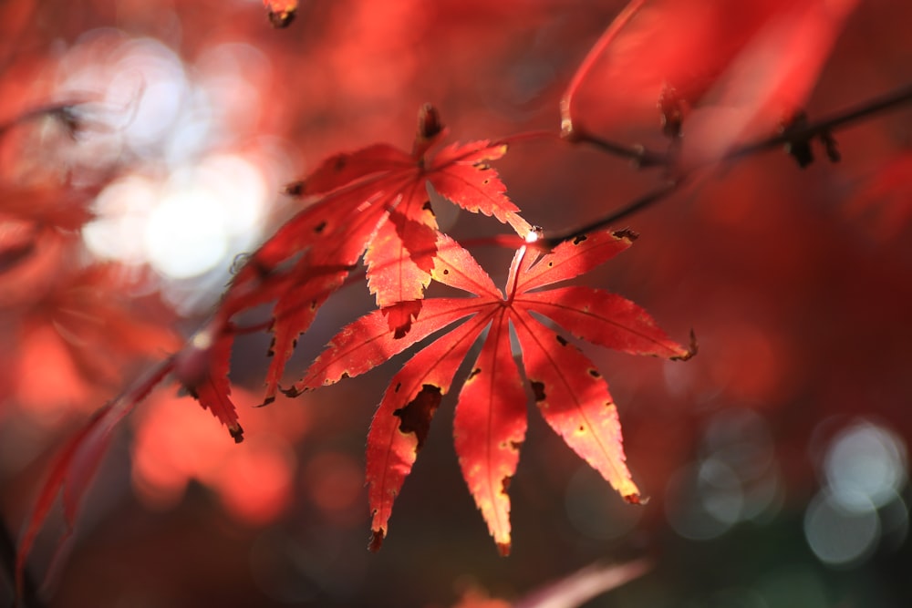 closeup photo of red leafed plant