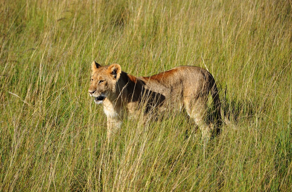 lioness on grass field