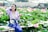 tilt shift photography of woman sitting behind pink flower plants