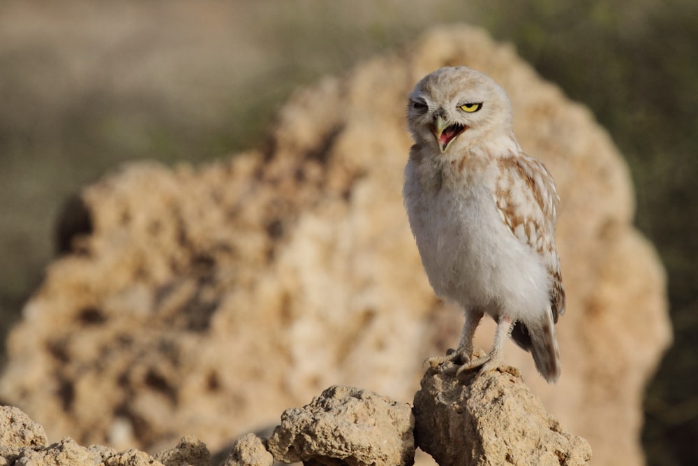 brown owl perching on brown rock