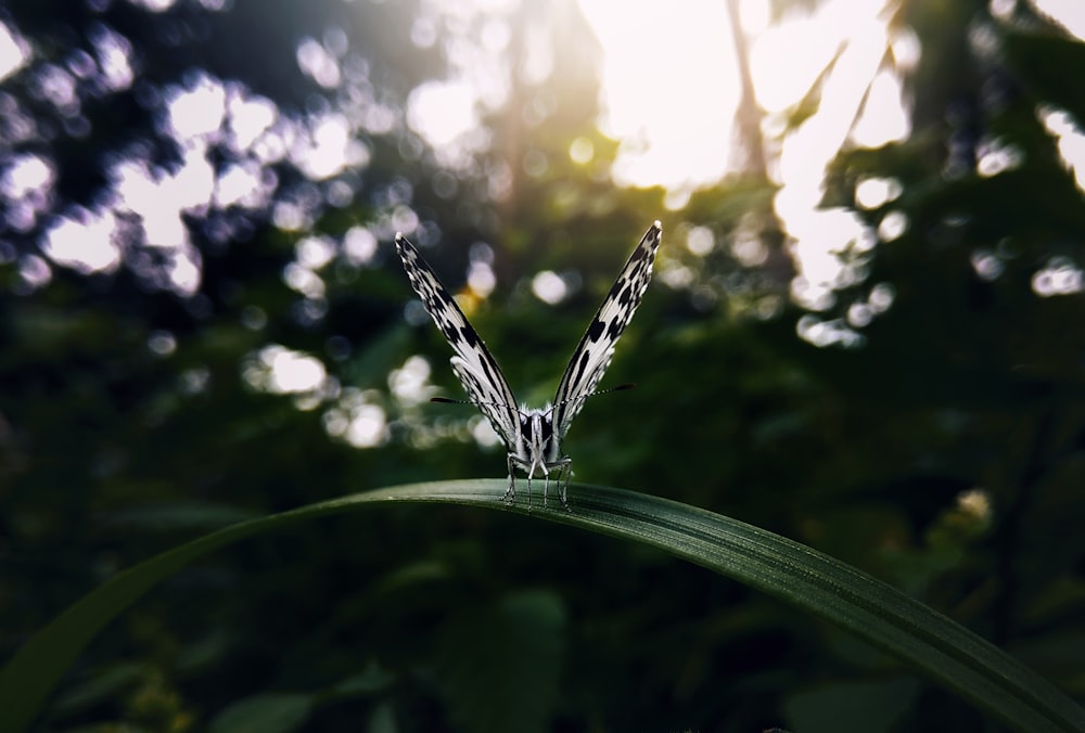 borboleta branca e preta empoleirada em planta de folhas verdes lineares